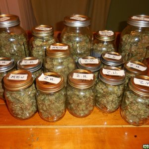 harvest_and_jaring_kosher_kush_too_014