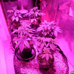 harvest_and_jaring_kosher_kush_too_016