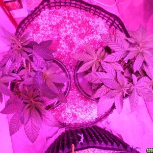 harvest_and_jaring_kosher_kush_too_018