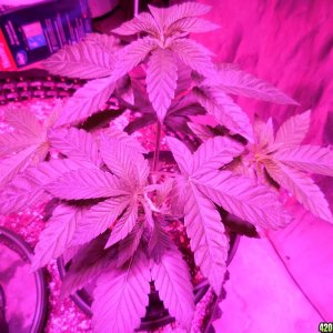 harvest_and_jaring_kosher_kush_too_019