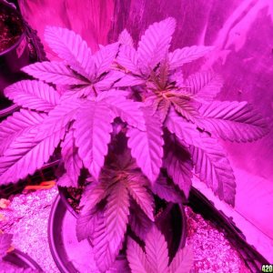 harvest_and_jaring_kosher_kush_too_021