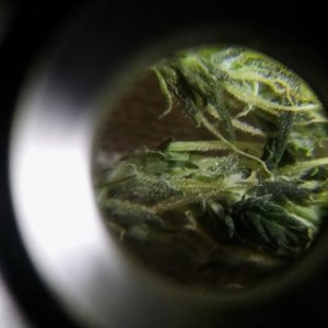 trichs