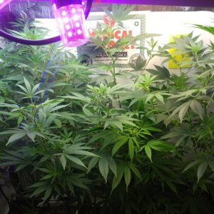 Day_60_Rise_of_the_clones