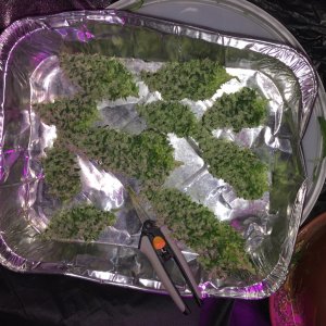 LSD saved buds after possible bud rot found