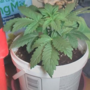 Bagseed