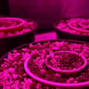 Thin Mints Grow Journal