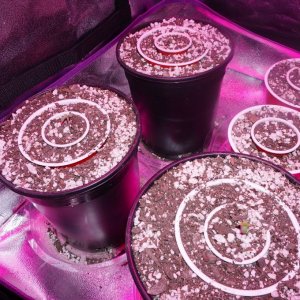 Thin Mints Grow Journal