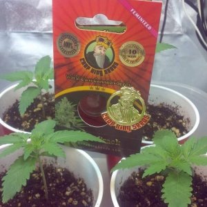 GREEN CRACK CROP KING SEEDS