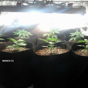 GREEN CRACK CROP KING SEEDS