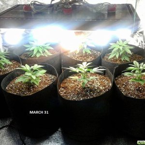 GREEN CRACK CROP KING SEEDS