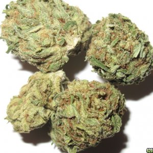 White Rhino