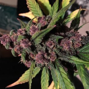 Dark Devil Auto cola