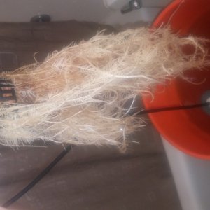 Blue Treacle Auto root porn