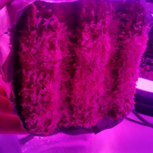 Grow Journals Pic 5