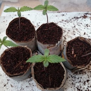 Auto grow 2016  - First grow