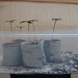 Auto grow 2016  - First grow