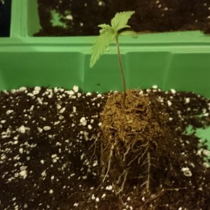 Auto grow 2016  - First grow