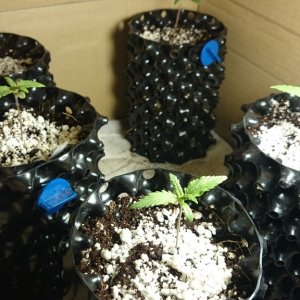 Auto grow 2016  - First grow