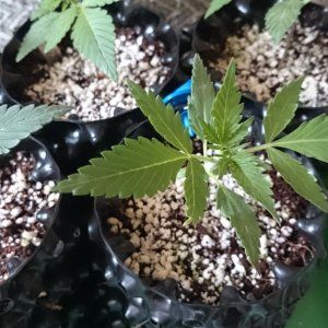 Auto grow 2016  - First grow