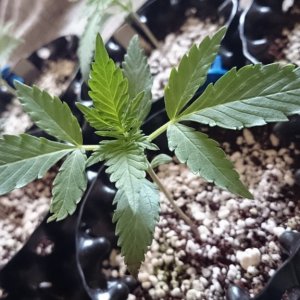 Auto grow 2016  - First grow