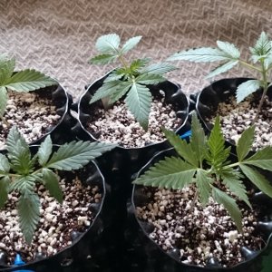 Auto grow 2016  - First grow