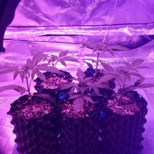 Auto grow 2016  - First grow