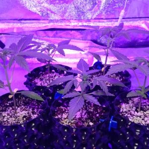 Auto grow 2016  - First grow