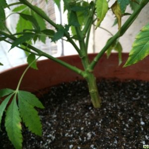 Black Indica clone #1 from (CKSeeds), Leaf discolorin
