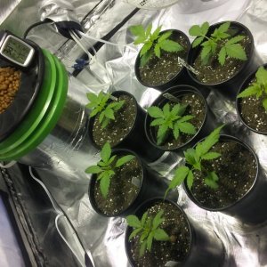 April 8 2016 12/12 from seed