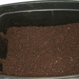 New soil, new grow