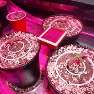 Thin Mints Grow Journal