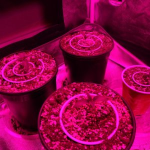 Thin Mints Grow Journal