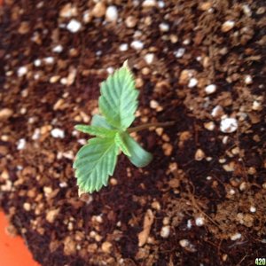 Seedling Issue