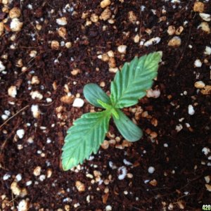 Seedling Issue