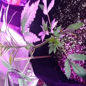 Auto grow 2016 green-o-matic auto massassassin - First grow