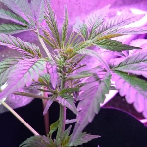 Auto grow 2016 green-o-matic auto massassassin - First grow