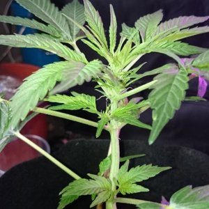 Auto grow 2016 green-o-matic auto massassassin - First grow