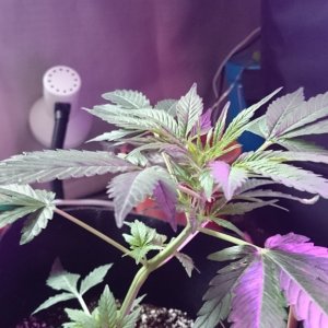 Auto grow 2016 green-o-matic auto massassassin - First grow