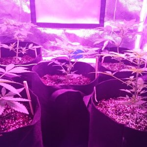 Auto grow 2016 green-o-matic auto massassassin - First grow