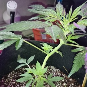 Auto grow 2016 green-o-matic auto massassassin - First grow