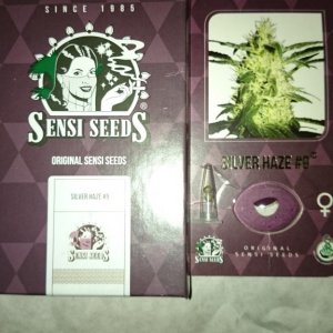 Sensi skunk , Automatic AK, silver haze#9