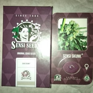 Sensi skunk , Automatic AK, silver haze#9