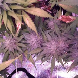 36 days flower