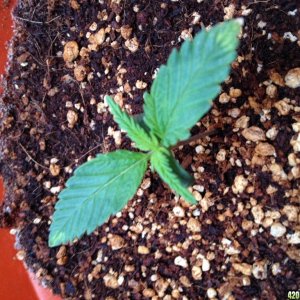 Seedling 2 Day 11