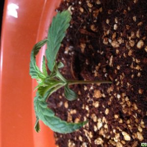 Seedling 1 Day 12 Side