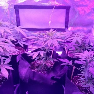 auto grow 2016, greenomatic, auto massassin, sensi skunk, silver haze#9, au