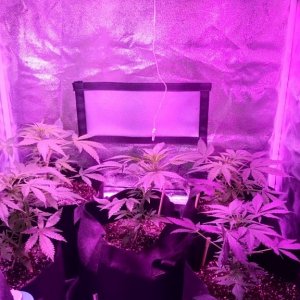 auto grow 2016, greenomatic, auto massassin, sensi skunk, silver haze#9, au