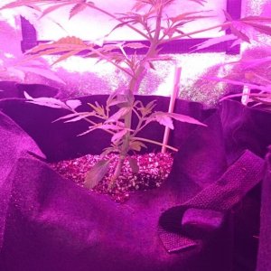 auto grow 2016, greenomatic, auto massassin, sensi skunk, silver haze#9, au