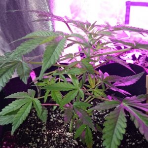 auto grow 2016, greenomatic, auto massassin, sensi skunk, silver haze#9, au