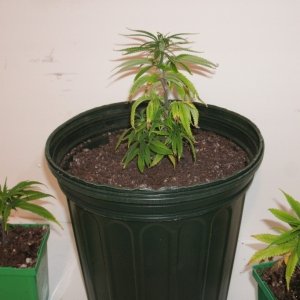 Clones in new soil